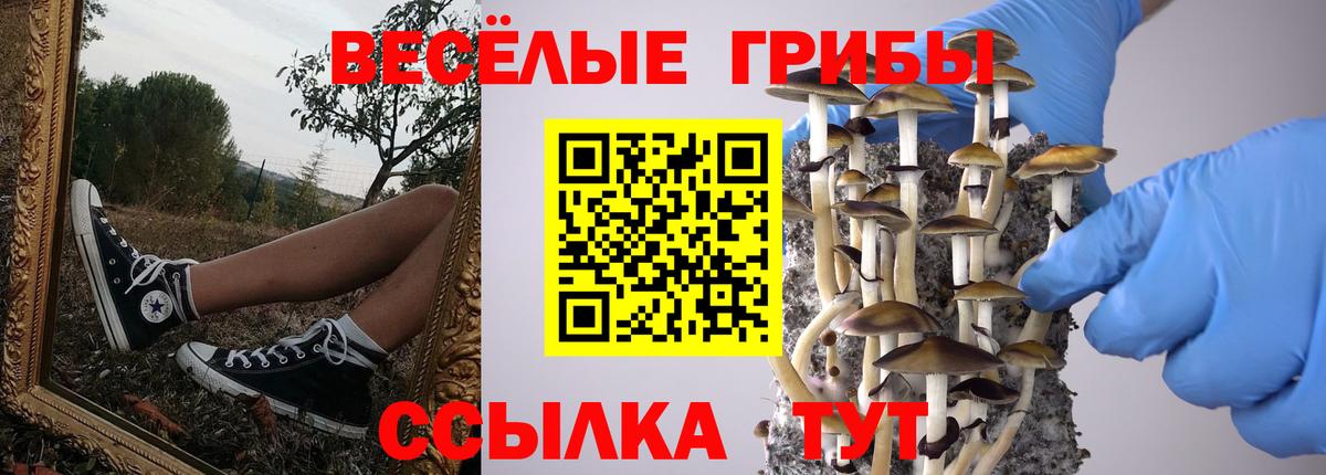 Псилоцибиновые грибы Psilocybine cubensis Кызыл